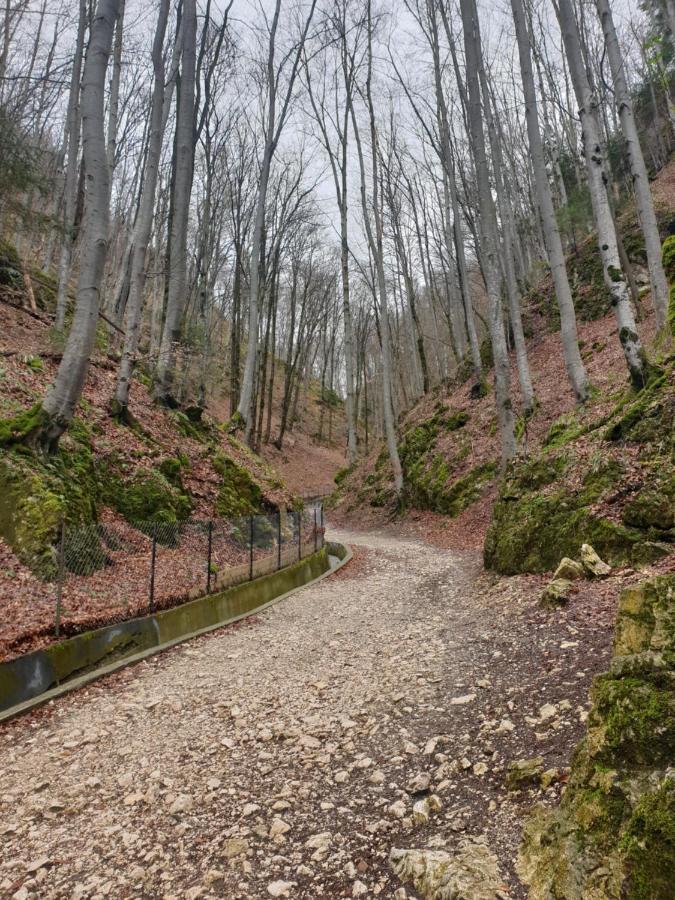 Vila Dionysos Brasov Ghimbav Eksteriør billede